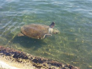 Barbara, die Schildkröte