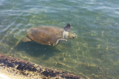 Barbara, die Schildkröte