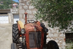 Bulldog auf Lastovo