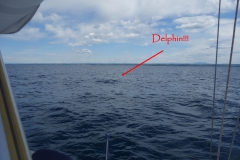 Ein Delphin!