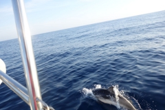 Delphin