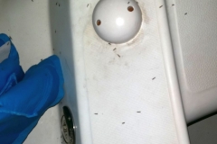 Fliegen - kleine, schlafkillende Vampire