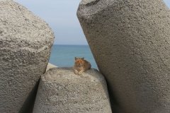 Die Molen-Katze