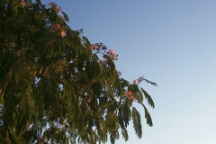 Püschel-Baum